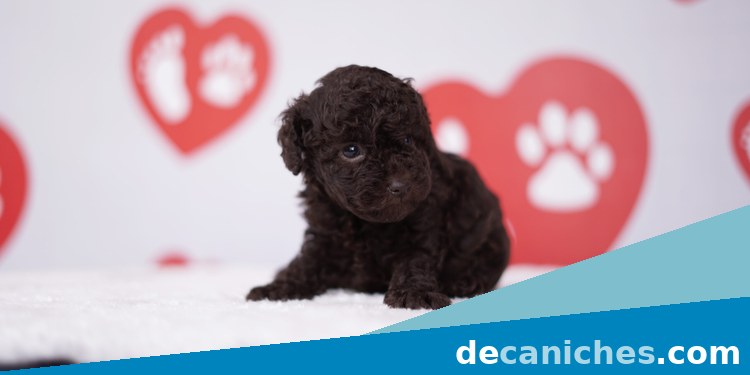 caniche toy para comprar con garantias en Soria