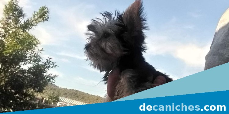 centro canino para valorar caniches en Teruel