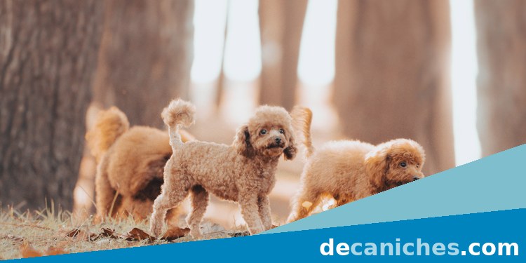 caniche toy para valorar compra responsable en Zamora
