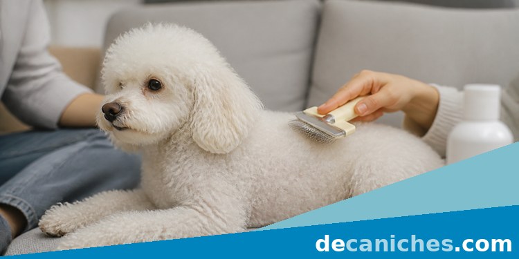 Cepillado del pelo del caniche tras el baño cepillado de caniche después del baño en casa