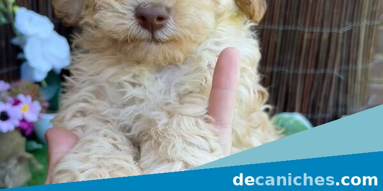 Caniche para comparar opciones de compra en Cáceres