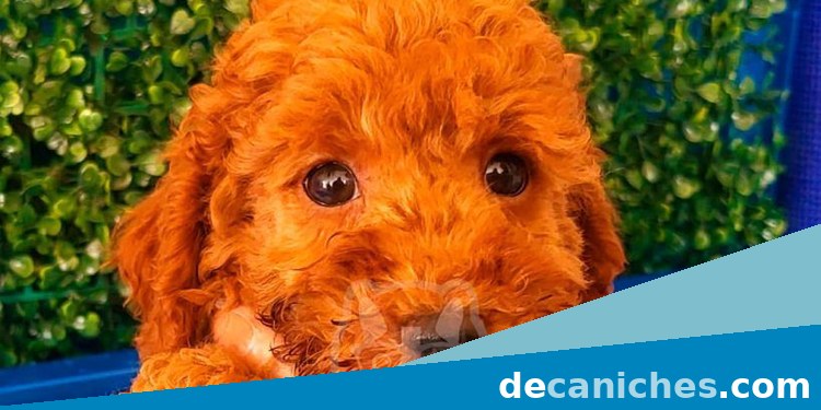 Caniche para comparar opciones de compra en Ciudad Real