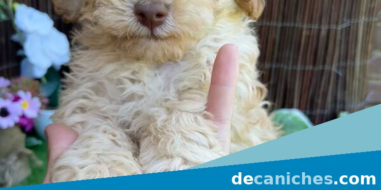 Caniche para valorar criadores en Huesca