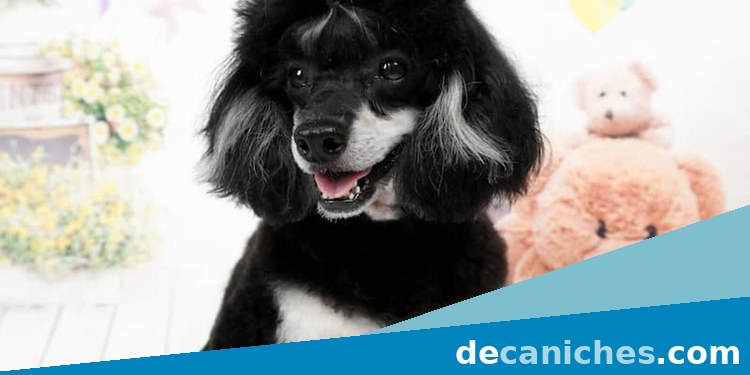 Caniche para valorar criadores en Islas Baleares