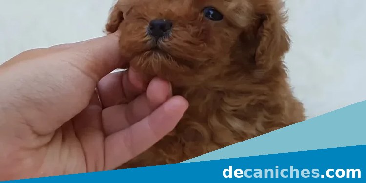 Caniche para valorar compra en Las Palmas
