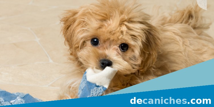 Caniche para valorar compra responsable en Ourense