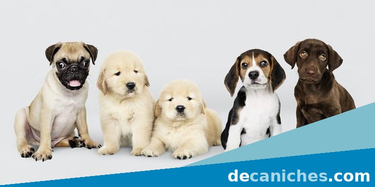 Caniche para valorar compra responsable en Soria