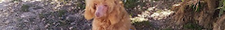 EldaCan Kennel