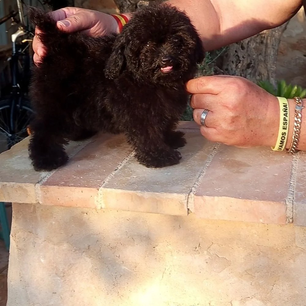Caniche toy de EldaCan Kennel