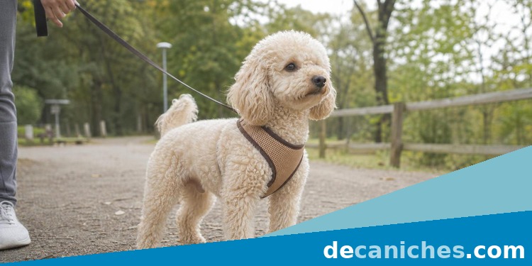 caniche toy con arnés cómodo en un paseo tranquilo
