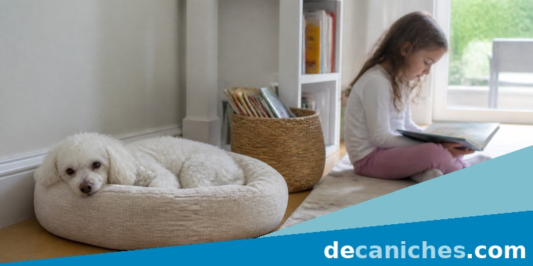 Zona de descanso del caniche cuando hay niños en casa zona de descanso del caniche con niños