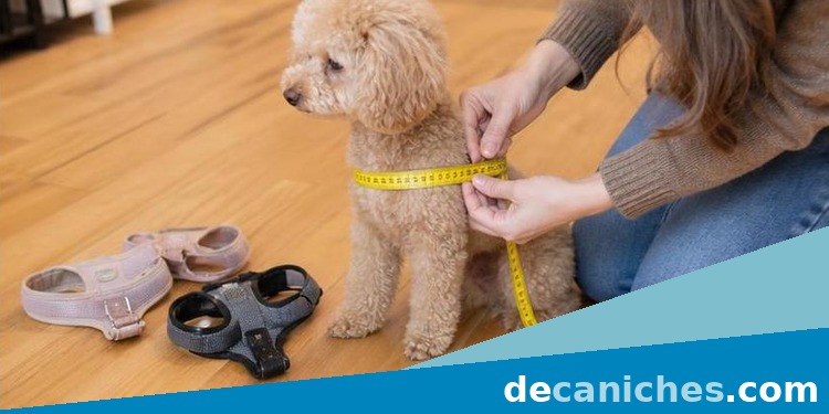 Medir el pecho de un caniche para elegir arnés medición del pecho de un caniche toy para elegir la talla de arnés