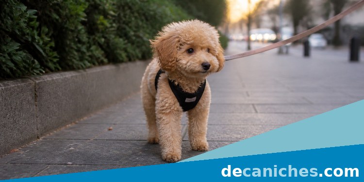 Primeros paseos de un caniche cachorro con miedo caniche cachorro miedoso en un paseo corto y tranquilo