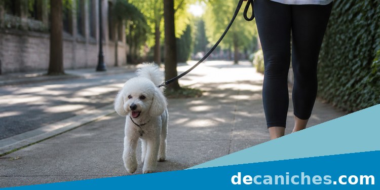 Paseo temprano de un caniche toy en verano caniche toy paseando temprano para evitar el calor