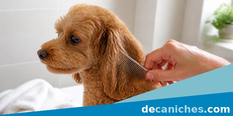 Revisión de orejas para evitar nudos en caniche peine revisando nudos en las orejas de un caniche