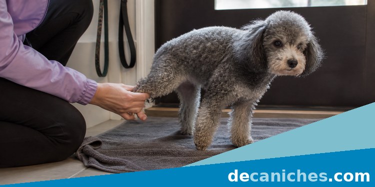 Revisar las patas del caniche después del paseo Caniche gris con revisión suave de patas tras salir a caminar