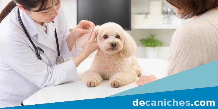 Caniche toy en revisión veterinaria revisión veterinaria de caniche toy por cambios de apetito
