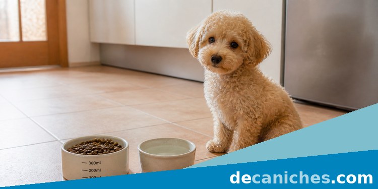 Rutina de comida para un caniche cachorro inseguro caniche cachorro junto a comedero en una rutina tranquila
