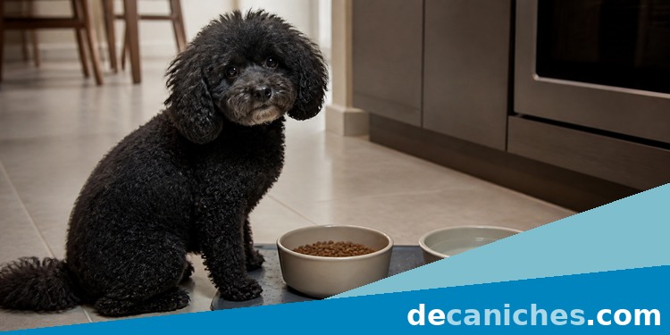 Horario de comida para un caniche caniche junto a cuencos de comida y agua en su rutina diaria