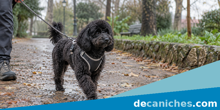 Caniche con arnes para pasear con lluvia Caniche con arnes ajustado caminando por un parque humedo