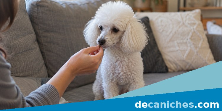 Caniche tranquilo después de una revisión de orejas caniche tranquilo tras revisar sus orejas