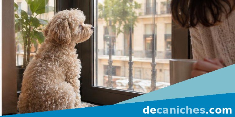 Caniche tranquilo ante ruidos de la calle caniche escuchando ruidos de la calle desde una ventana