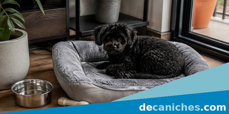 Caniche pequeno descansando en una cama junto a su cuenco Zona de descanso para caniche en un piso pequeno