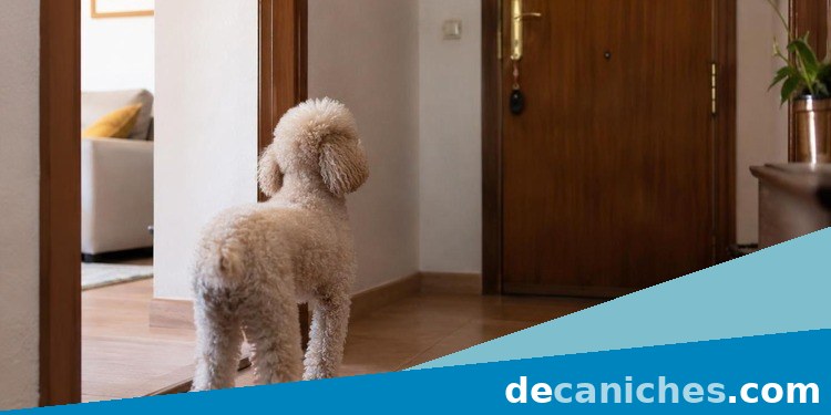 caniche con ruidos en casa escuchando el timbre