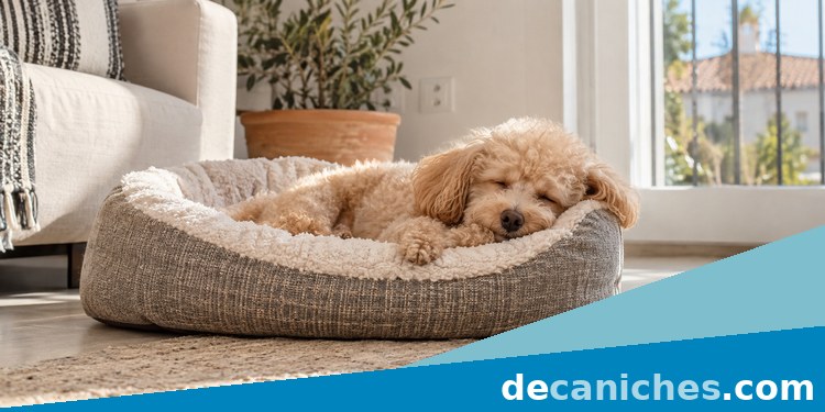 descanso caniche en cama cómoda
