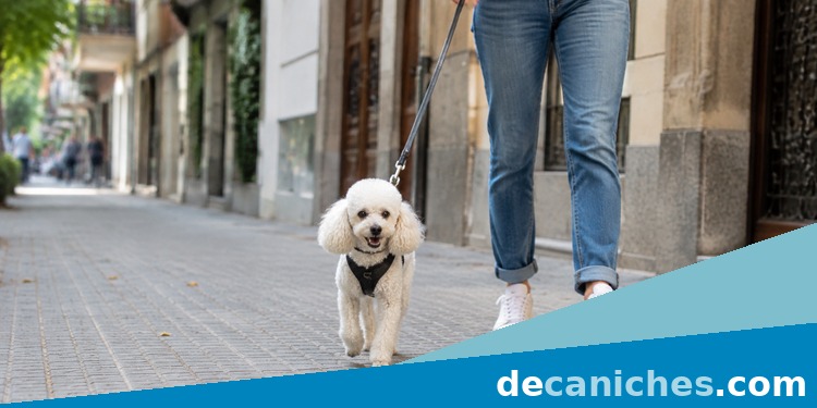 Caniche toy paseando con arnes por una calle residencial Paseo diario de un caniche toy que vive en piso