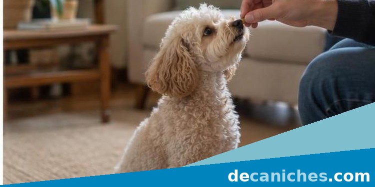 Premio tranquilo para un caniche ante ruidos premiar la calma de un caniche ante ruidos en casa