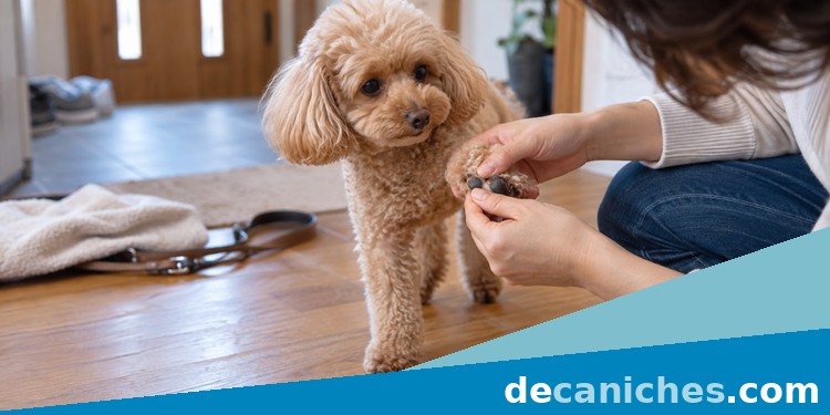 Revisar las patas del caniche después del paseo Caniche apricot con una revisión cuidadosa de patas y uñas tras el paseo