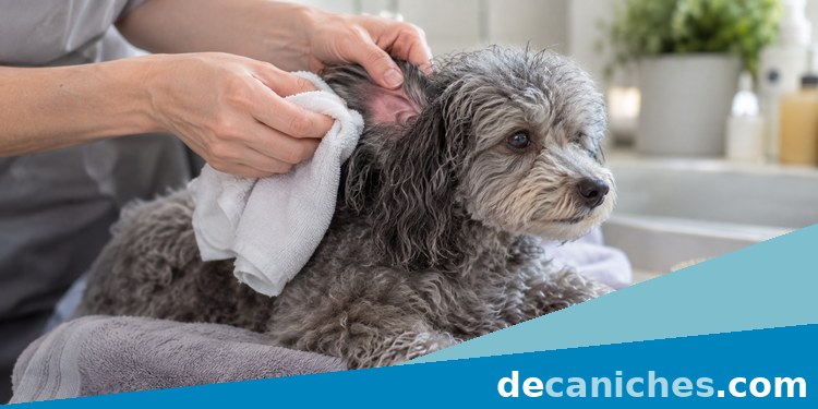 Secado suave de orejas del caniche secar las orejas del caniche después del baño