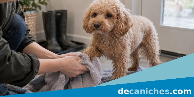 Secado de patas de un caniche tras un paseo frío caniche con frío con patas secadas después del paseo