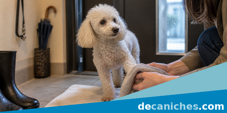 Secar las patas de un caniche tras la lluvia Caniche al que secan suavemente las patas al volver de la lluvia
