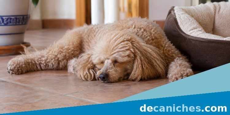 Siesta de un caniche en una zona fresca caniche descansando en suelo fresco