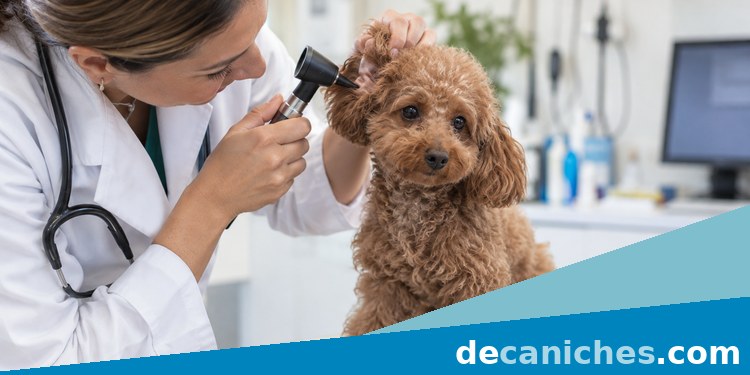 Veterinario revisando el oído de un caniche veterinario revisando el oído de un caniche