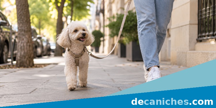 Caniche toy caminando con correa relajada durante un paseo tranquilo