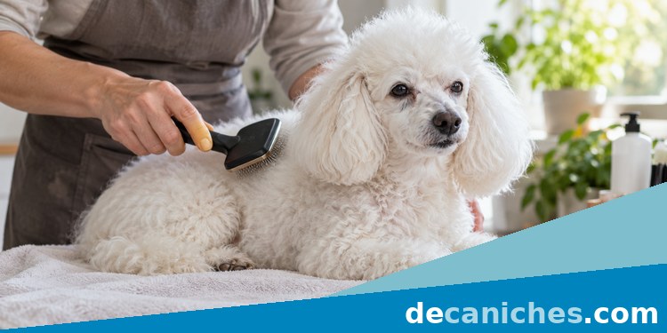 Cepillado suave de un caniche cepillado cómodo de un caniche con buena postura