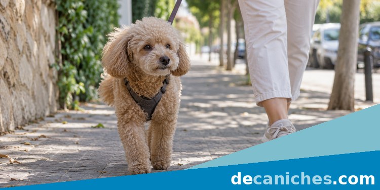 Caniche paseando a ritmo tranquilo paseo suave para cuidar la movilidad del caniche