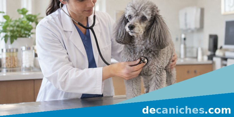 Veterinario revisando la movilidad de un caniche revisión veterinaria de la movilidad del caniche