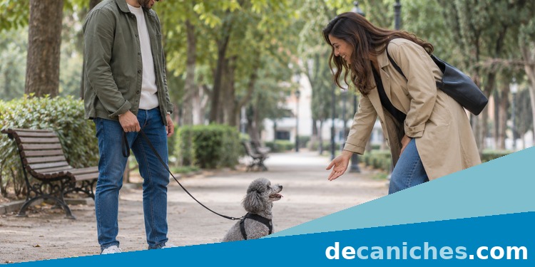 Saludo tranquilo de un caniche en el parque caniche saludando sentado durante un paseo